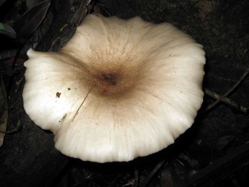 Leucopaxillus giganteus 大白樁菇