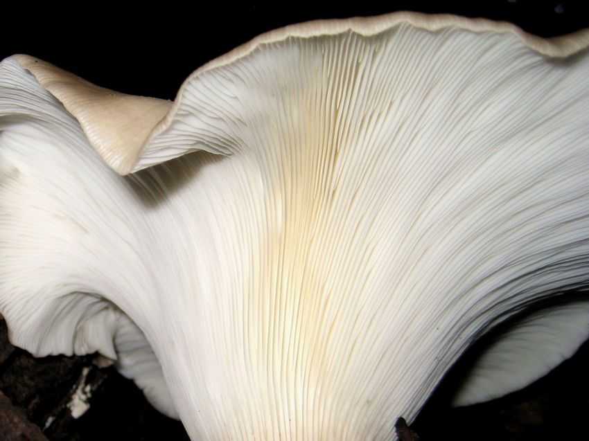 Leucopaxillus giganteus 大白樁菇