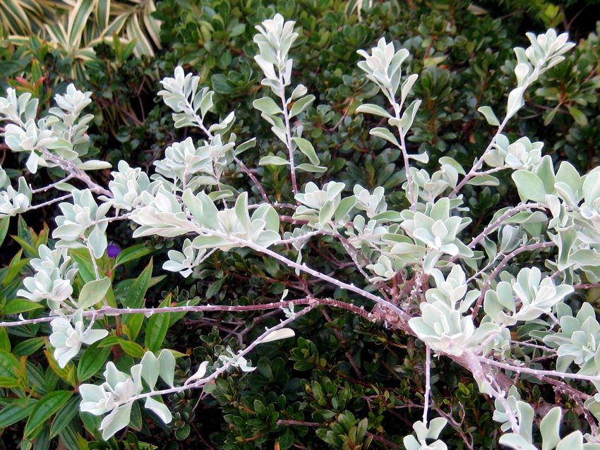 Leucophyllum frutescens 玉芙蓉