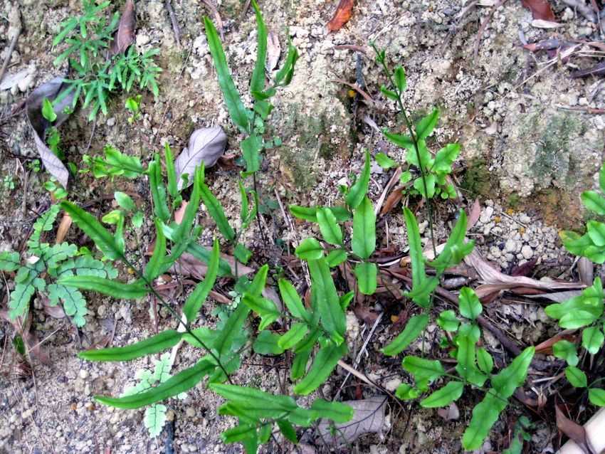 Lindsaea ensifolia 劍葉鱗始蕨