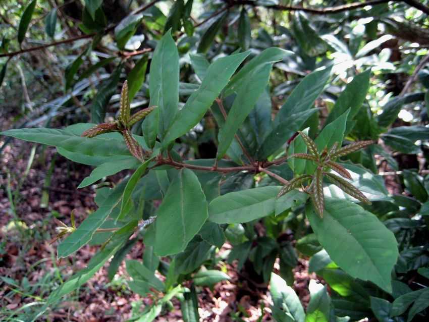 Lithocarpus sp. 櫟葉柯(?)