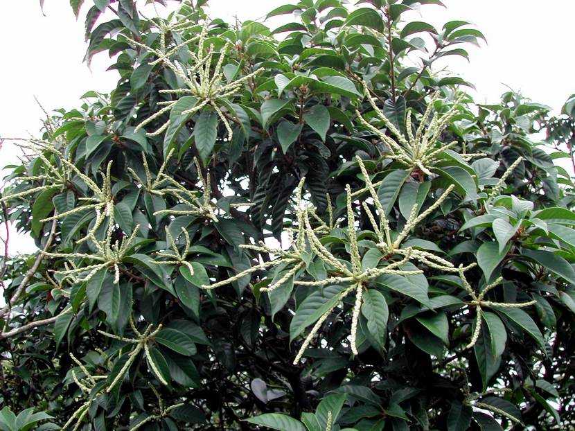 Lithocarpus fenestrata 泥柯