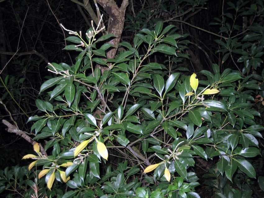Lithocarpus glaber 柯