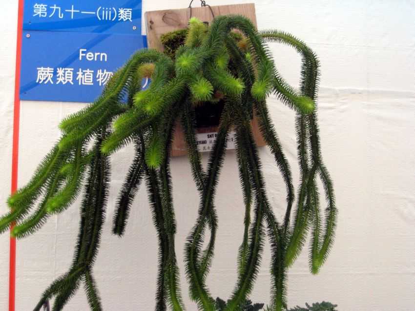 Lycopodium squarrosum 杉葉石松