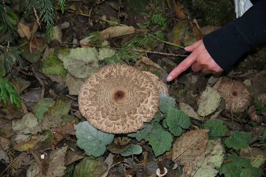 Macrolepiota procera 高大環柄菇