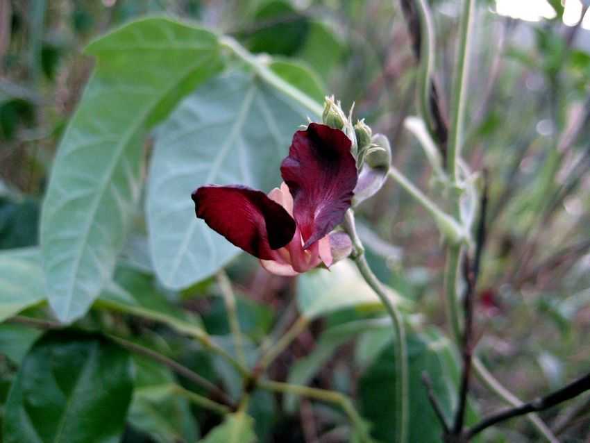Macroptilium atropurpureum 黑花豆