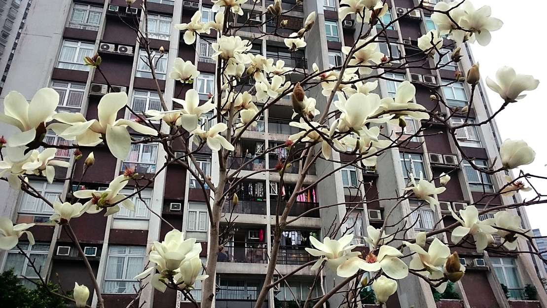 Magnolia x loebneri Merrill 白花洛氏木蘭