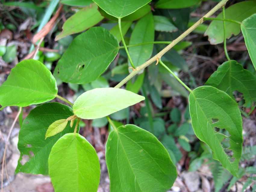 Mallotus repandus v chrysocarpus 扛香藤