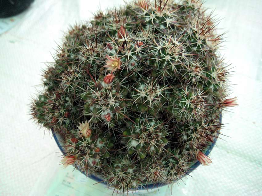 Mammillaria prolifera 金松玉