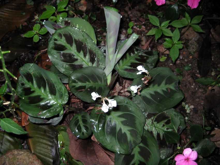 Maranta leuconeura 'Kerchoviana' 豹紋竹芋
