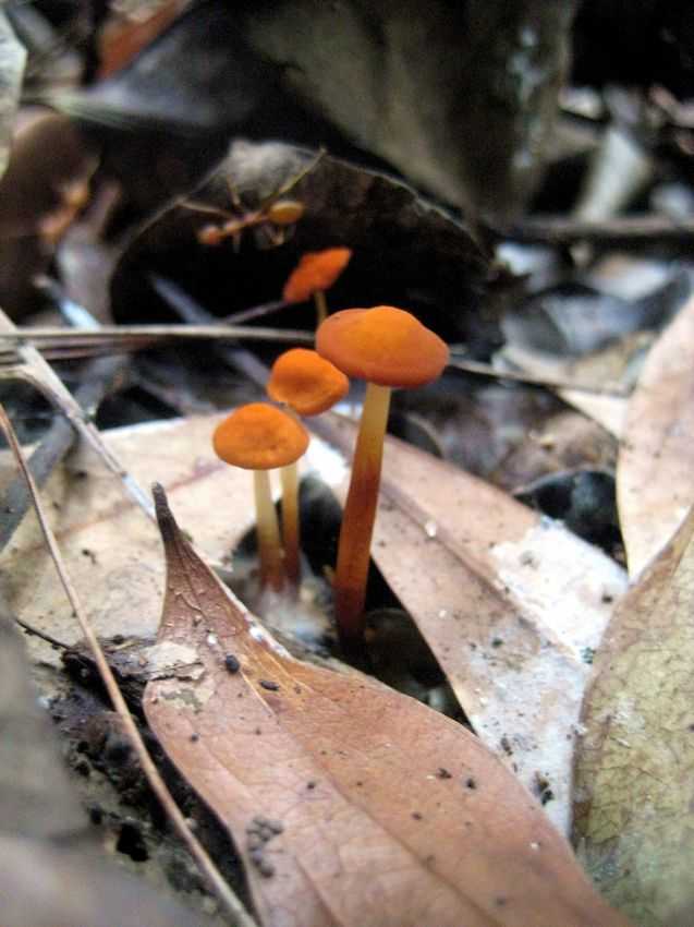 Marasmius sp. 橙色小皮傘