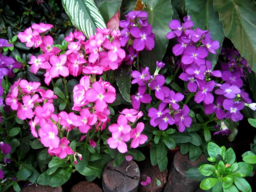 Matthiola incana 紫蘿蘭