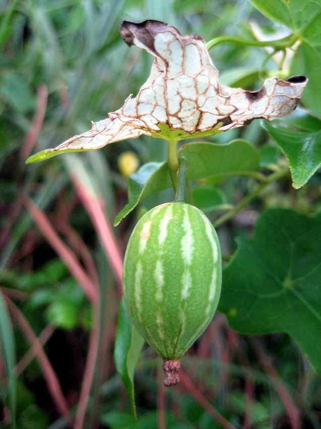 Melothria heterophylla 茅瓜
