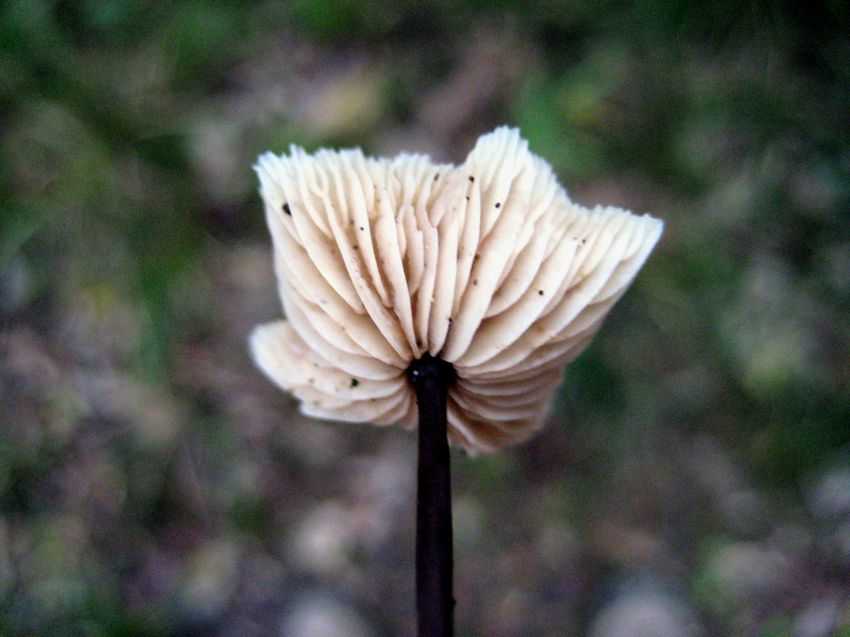 Micromphale foetidum 臭小臍菇