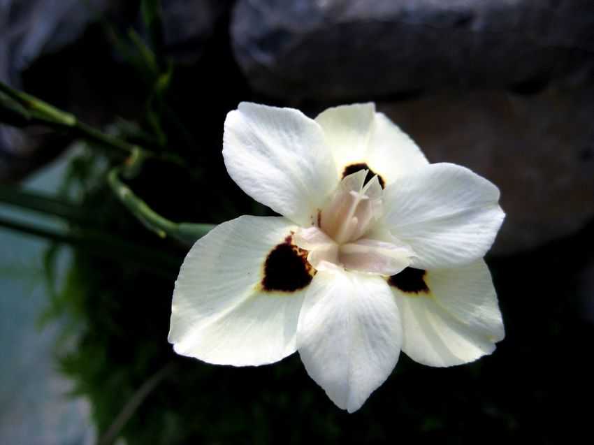 Moraea bicolor 雙色野鳶尾