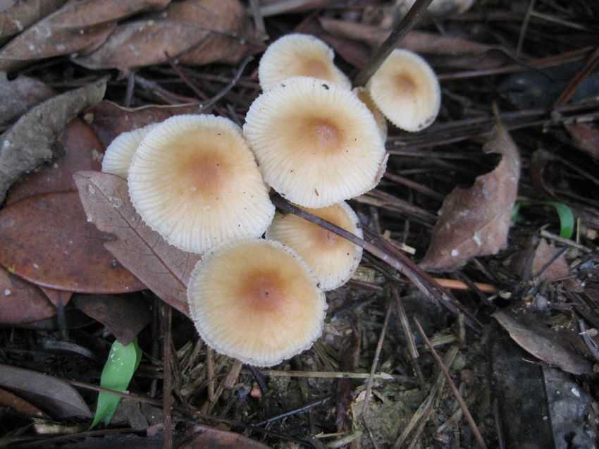 Mycena sp. 褐白小菇