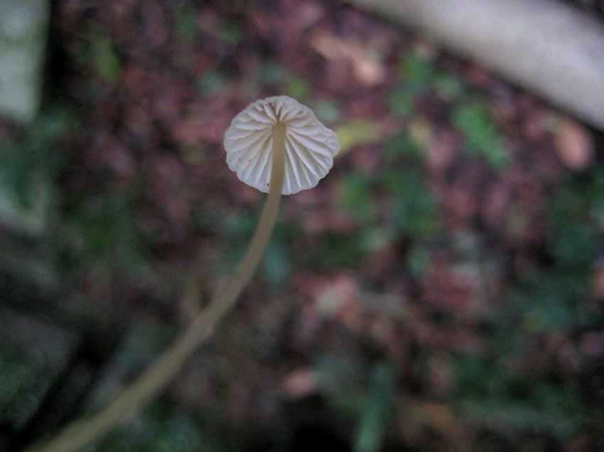 Mycena capillaris 毛狀小菇