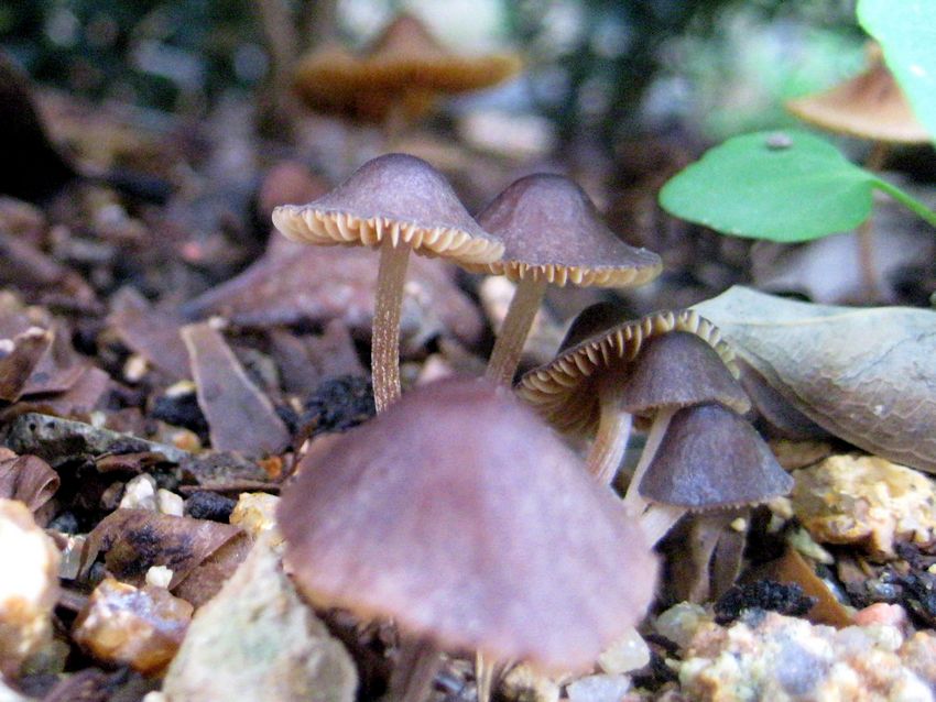 Mycena sp. 灰紫小菇