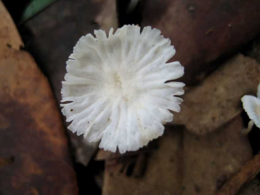 Mycena osmundicola 白弱小菇