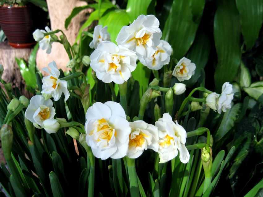 Narcissus Bridal Crown 新娘頭冠水仙