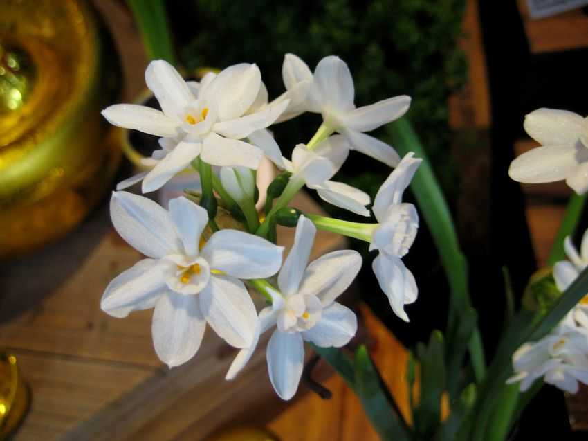 Narcissus papyraceus 白水仙