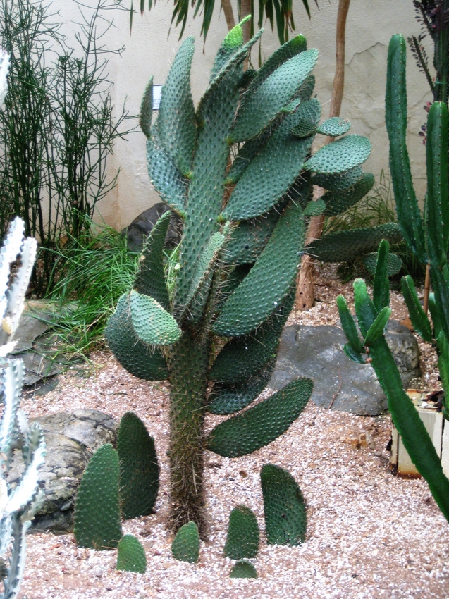 Opuntia engelmannii var. linguiformis 舌狀天人團扇