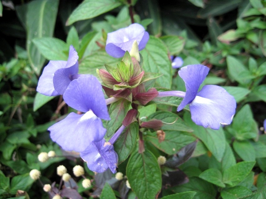 Otacanthus caeruleus 藍金花