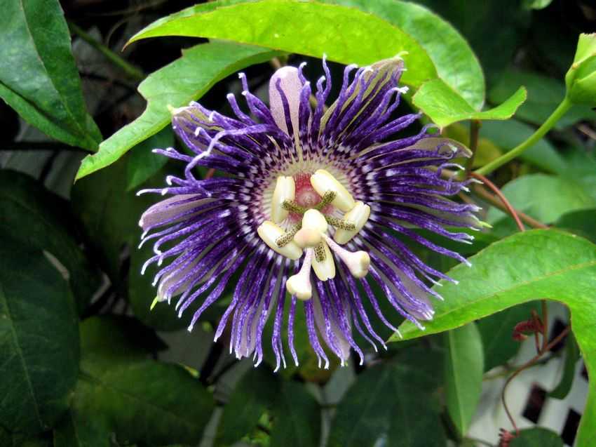 Passiflora sp. 西番蓮屬