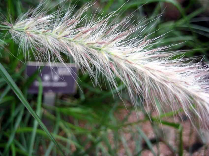 Pennisetum purpureum (hybrid) 象草(園藝)