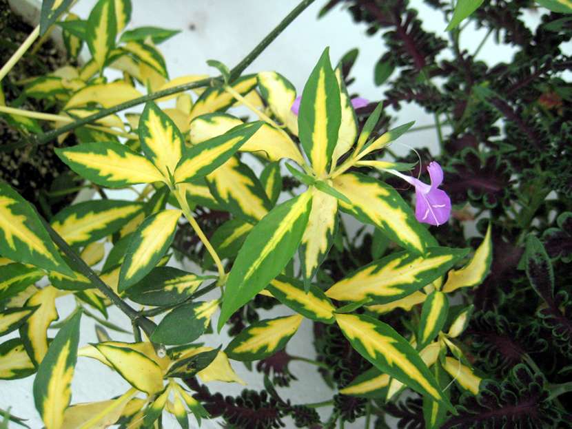Peristrophe hyssopifolia 'Aureo-variegata' 金蔓草