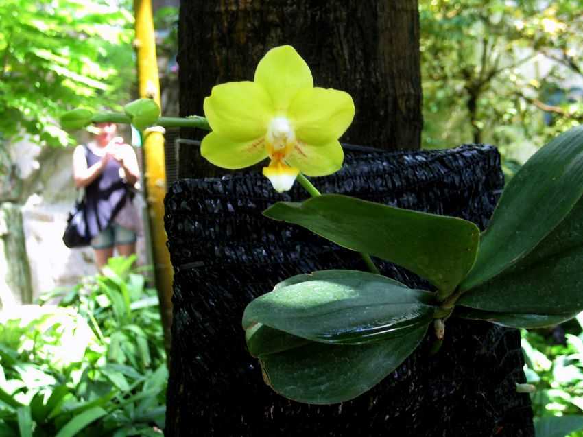 Phalaenopsis Tying Shin Yellow 黃庭欣蘭