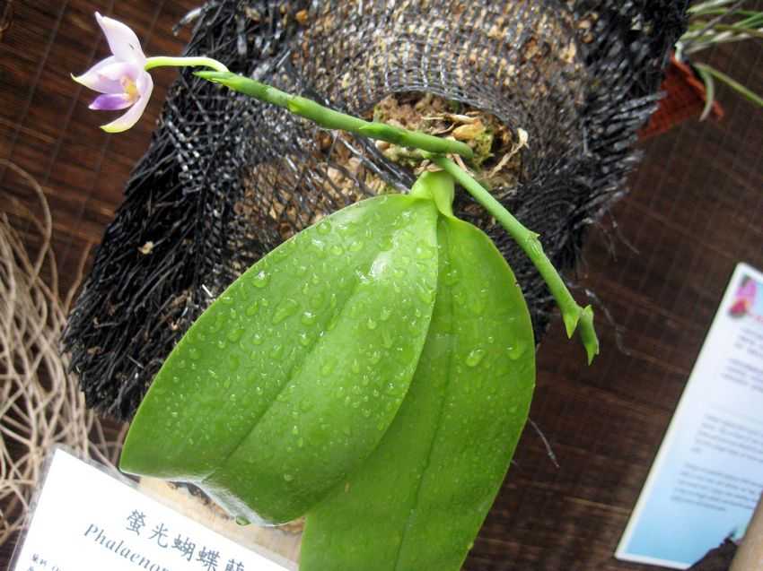 Phalaenopsis violacea 螢光蝴蝶蘭