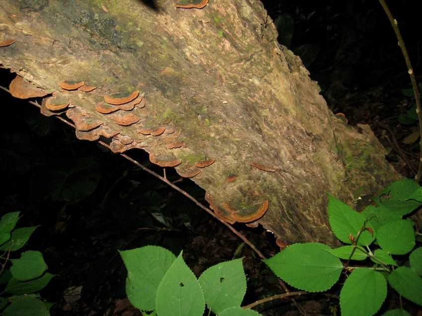 Phellinus gilvus 淡黃木層孔菌