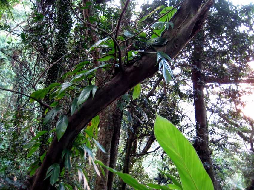 Philodendron pinnatifidum 羽中裂蔓綠絨