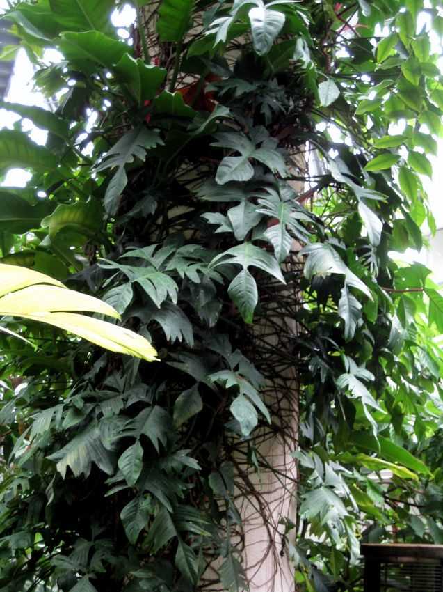 Philodendron squamiferum 鱗葉蔓綠絨