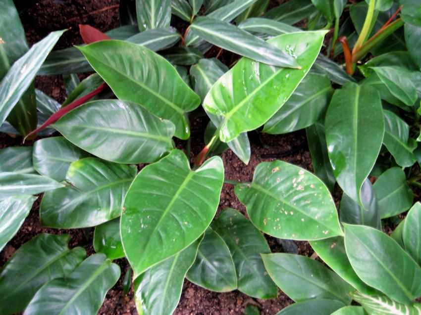 Philodendron 'Wend-imbe' 箭葉蔓綠絨