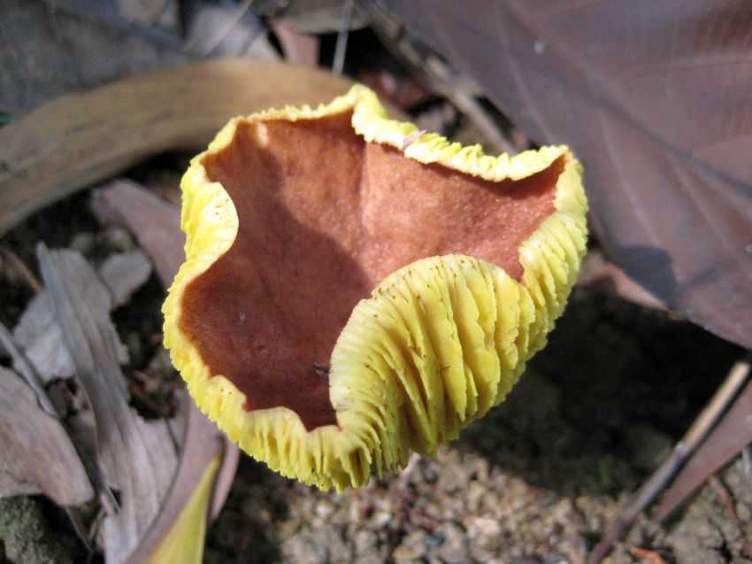 Phylloporus rhodoxanthus 紅黃褶孔牛肝菌