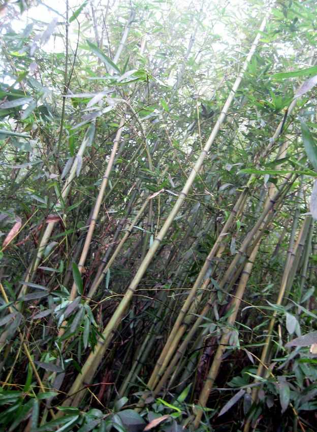 Phyllostachys reticulata(hillside) 桂竹