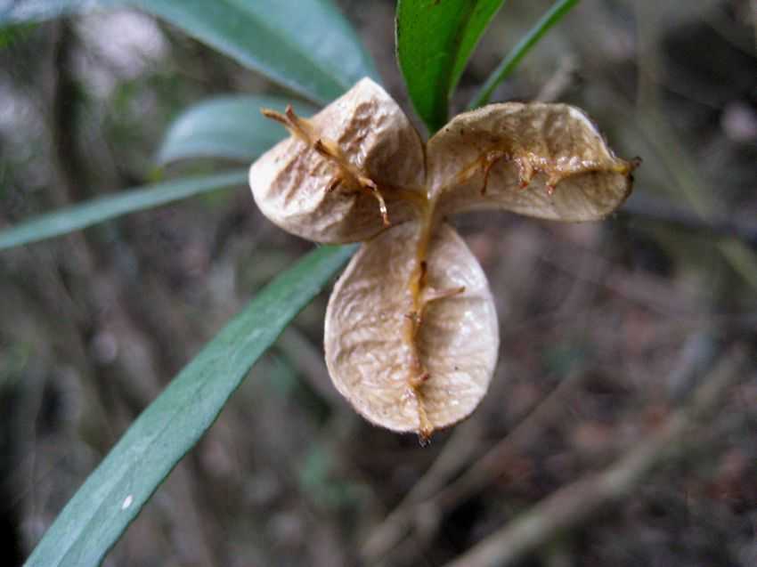 Pittosporum glabratum v neriifolium 狹葉海桐