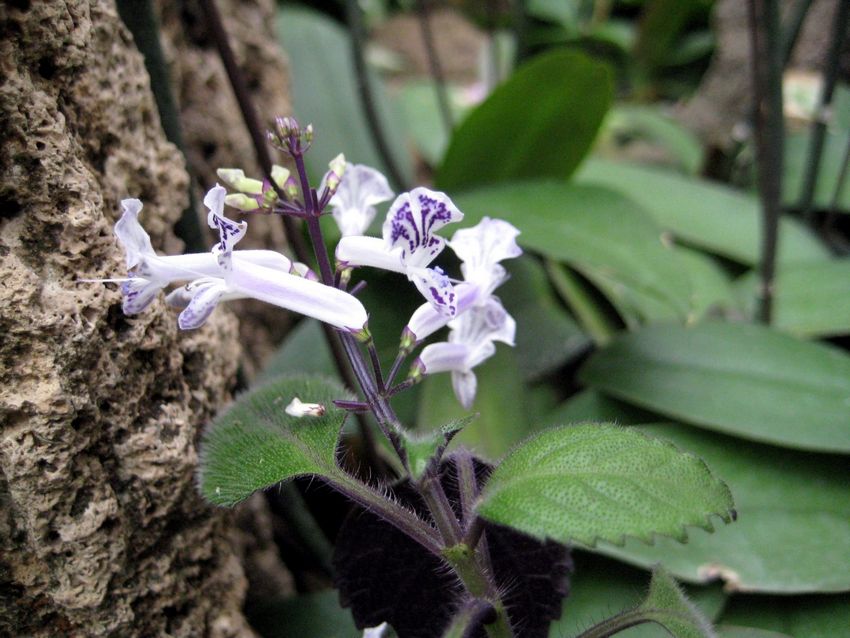 Plectranthus 'Mona Lavender' 夢幻紫香茶菜