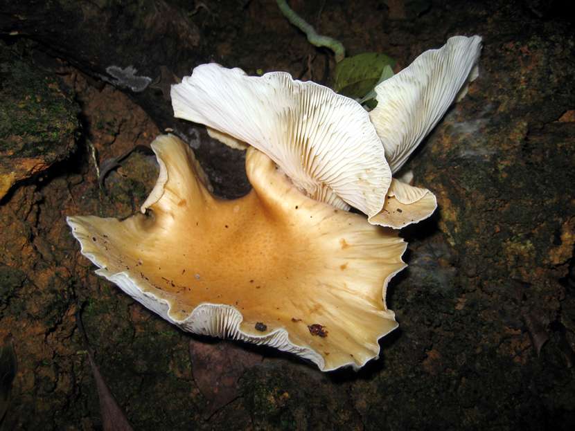 Pleurotus abalonus 泡囊側耳