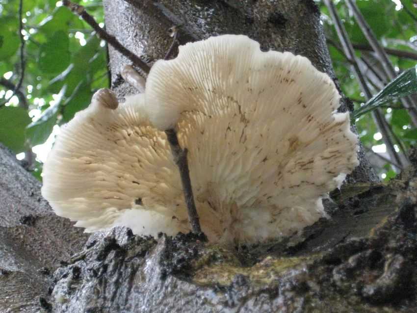 Pleurotus ostreatus 秀珍菇