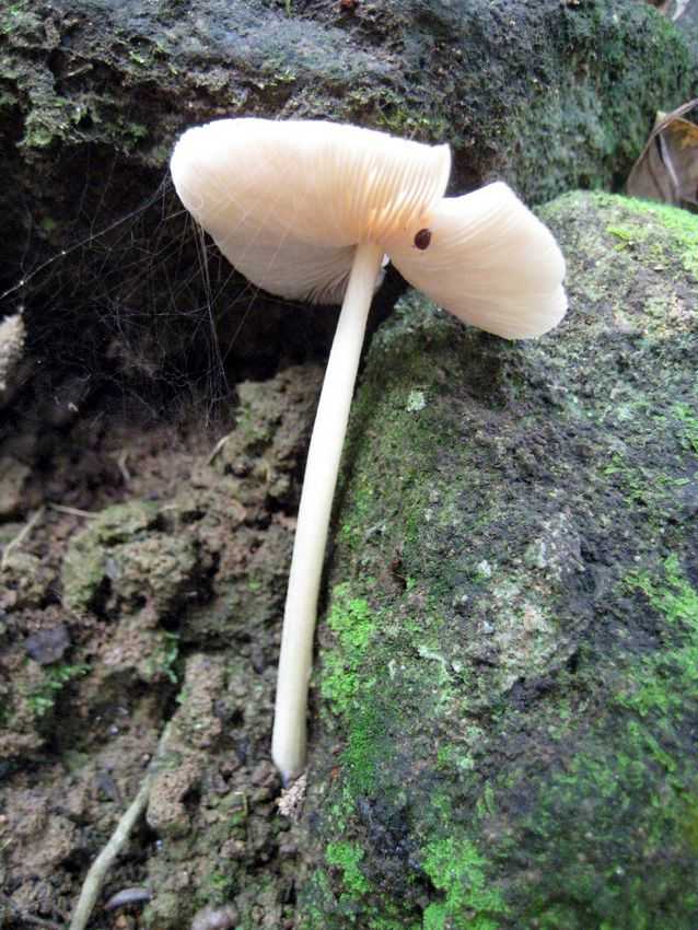 Pluteus sp. 細絨蓋光柄菇