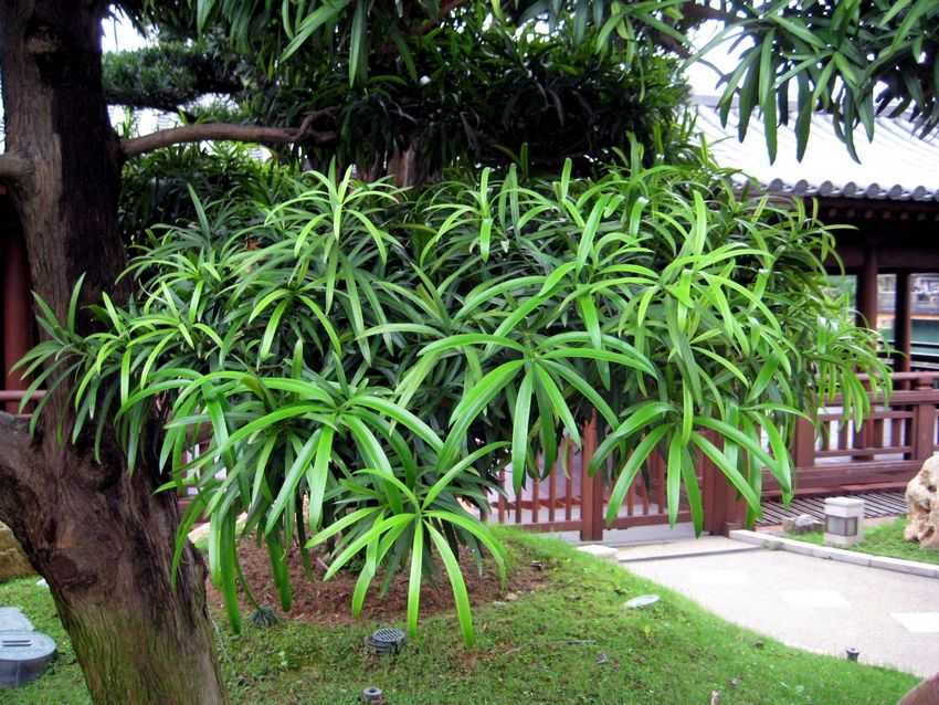 Podocarpus henkelii 長葉羅漢松