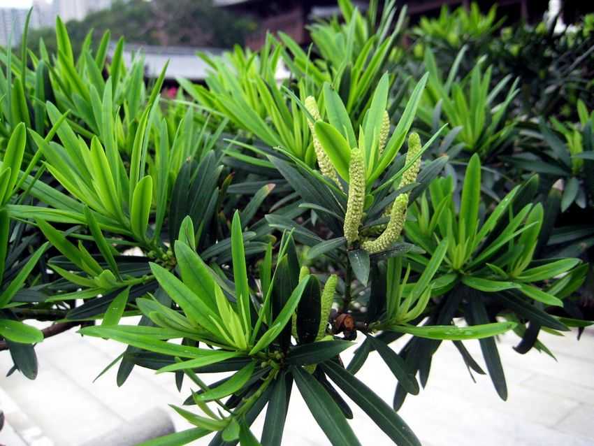 Podocarpus macrophyllus 'Maki' 小葉羅漢松