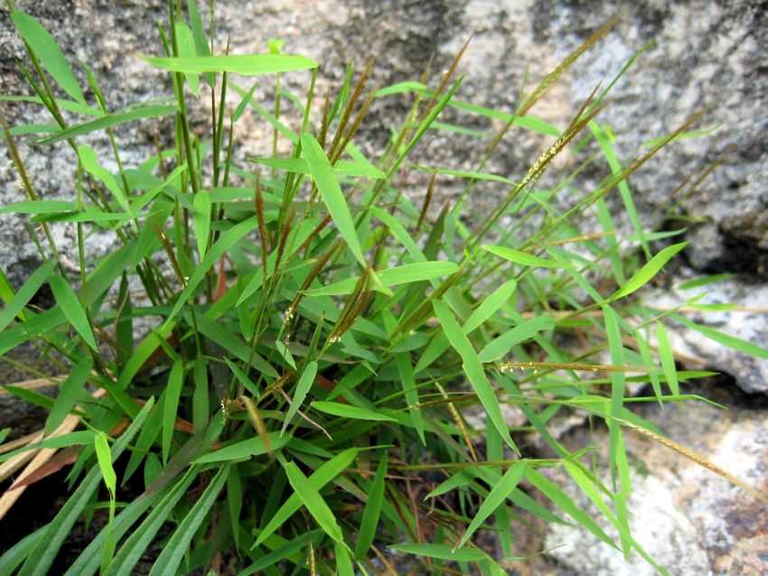Pogonatherum crinitum 金絲草