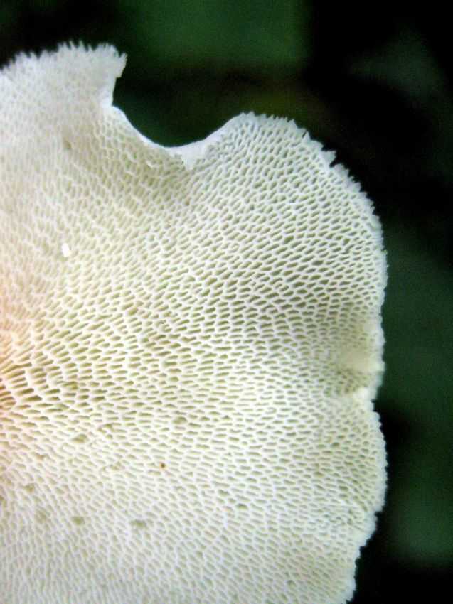 Polyporus tenuiculus 略薄多孔菌