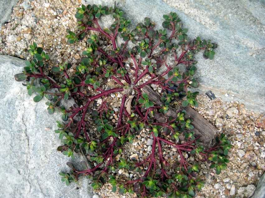Portulaca oleracea(wild) 貼地紅筋馬齒莧