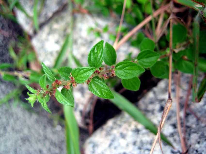 Pouzolzia zeylanica var. microphylla 小葉霧水葛