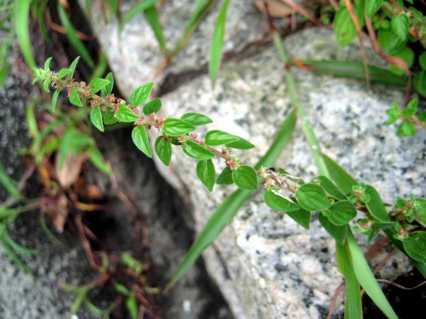 Pouzolzia zeylanica var. microphylla 小葉霧水葛